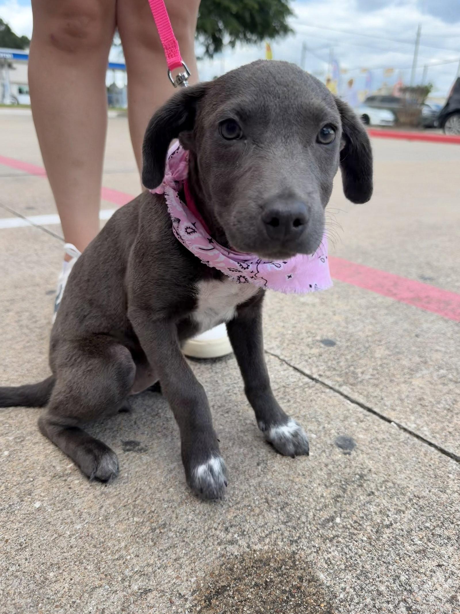 Chanel, Adoptable, Puppy Female Pit Bull Terrier.