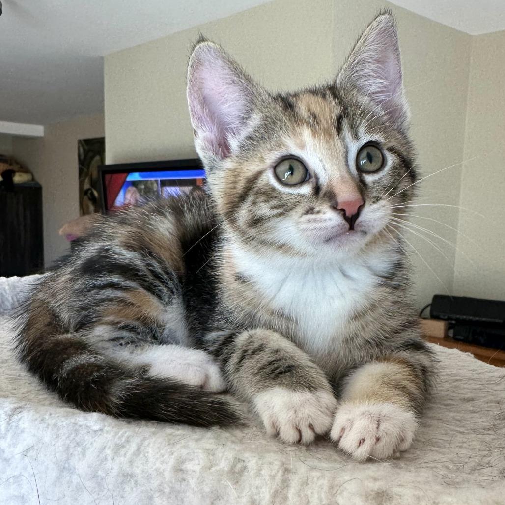 Enlarge Figgy Pudding, a Adoptable Domestic Short Hair in Escondido, CA image 2/5