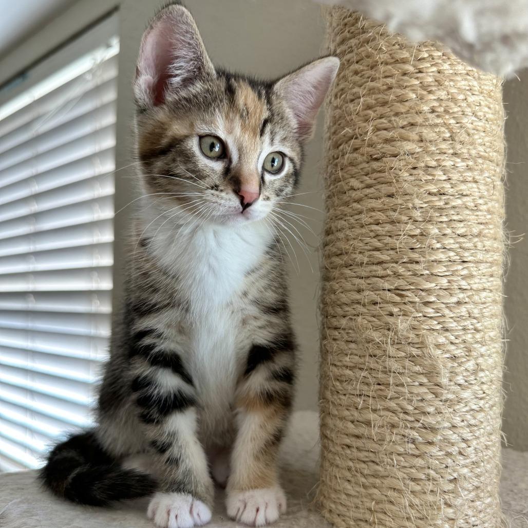 Enlarge Figgy Pudding, a Adoptable Domestic Short Hair in Escondido, CA image 3/5