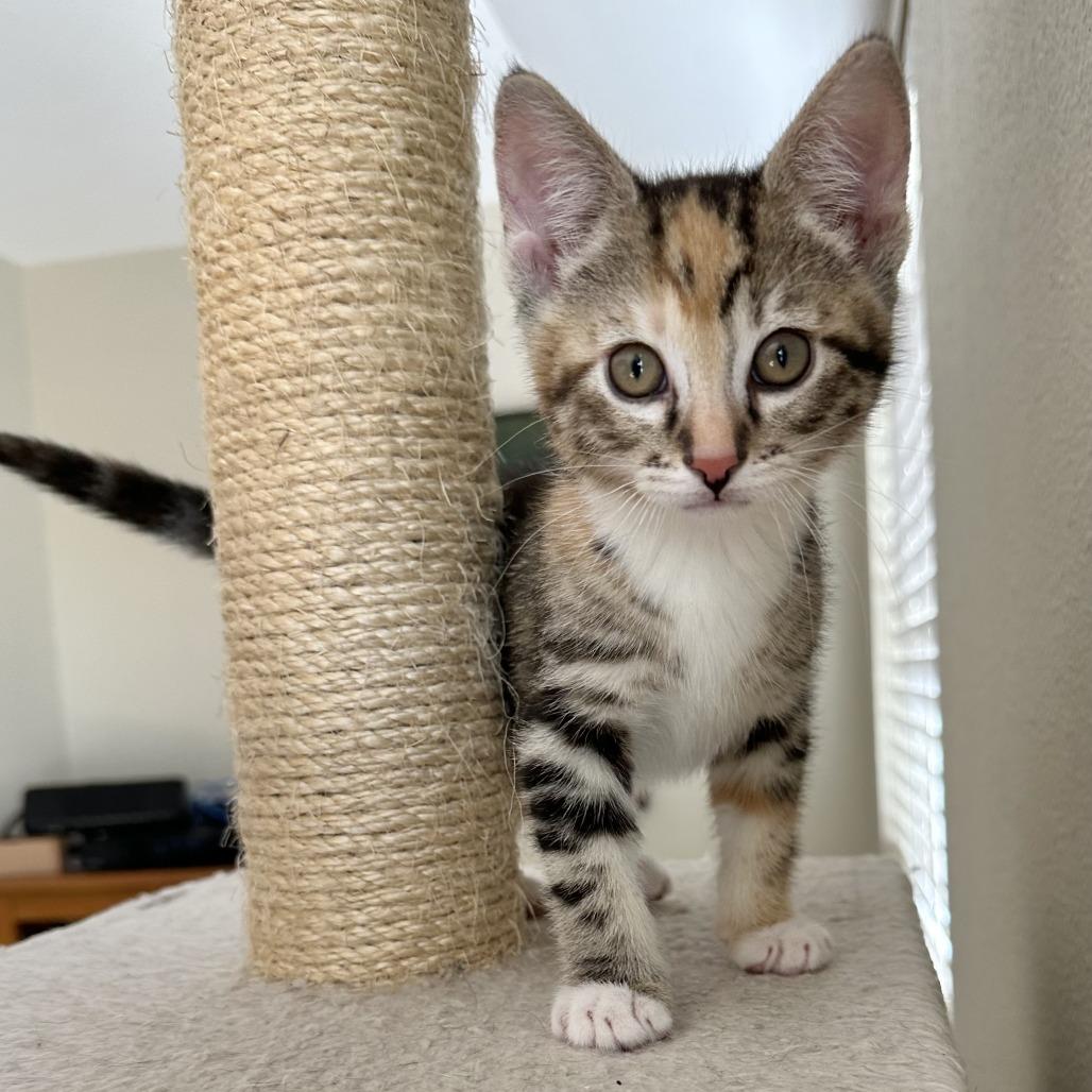 Enlarge Figgy Pudding, a Adoptable Domestic Short Hair in Escondido, CA image 4/5