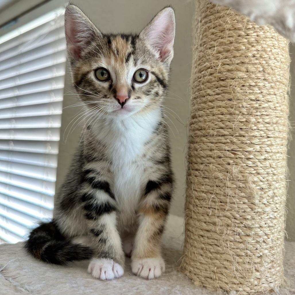 Enlarge Figgy Pudding, a Adoptable Domestic Short Hair in Escondido, CA image 5/5