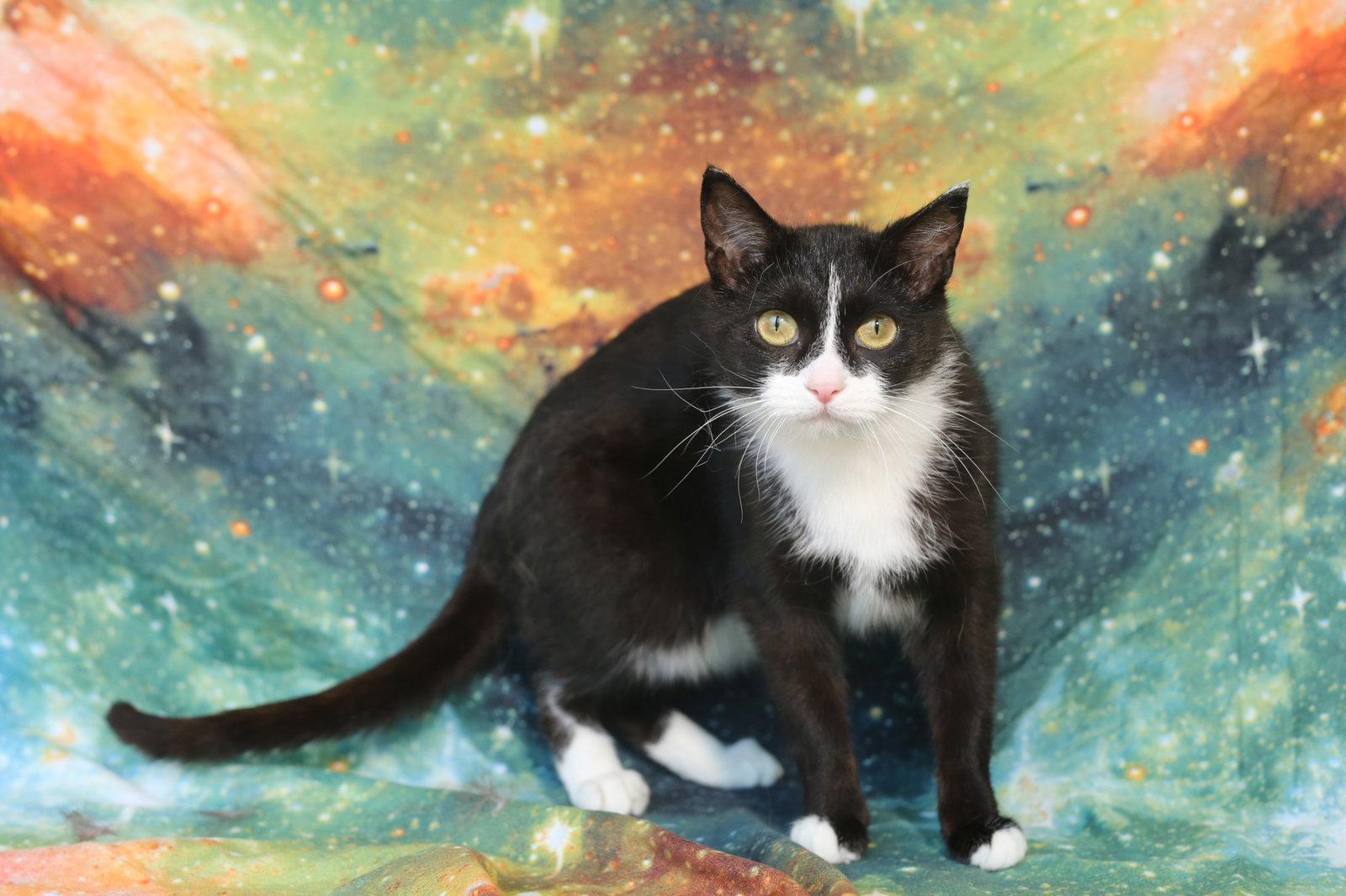 Enlarge Quenelle, a Adoptable Domestic Short Hair in New Prague, MN image 1/3