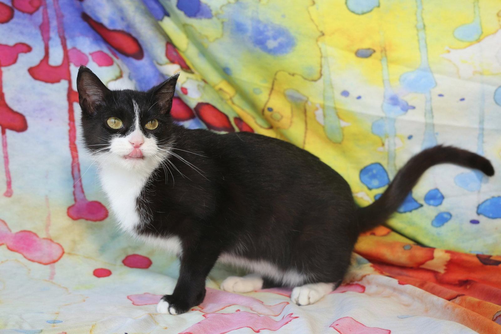 Enlarge Quenelle, a Adoptable Domestic Short Hair in New Prague, MN image 2/3