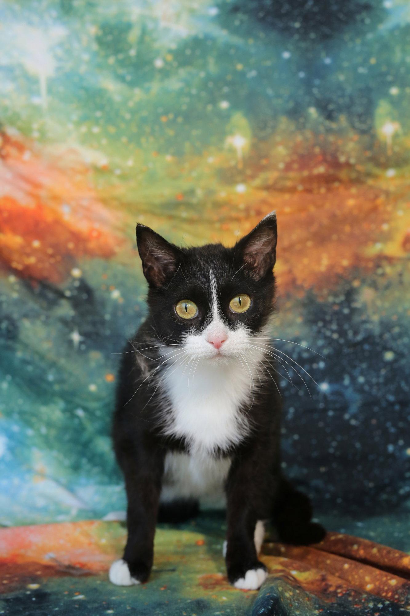 Enlarge Quenelle, a Adoptable Domestic Short Hair in New Prague, MN image 3/3