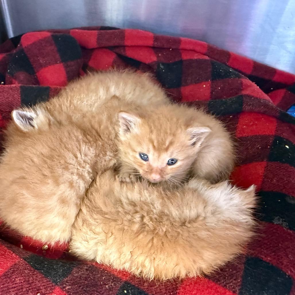 Fango (Meeny), Adoptable, Kitten Male Domestic Short Hair & Domestic Short Hair.