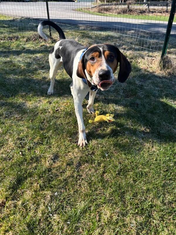 Howie, Adoptable, Young Male Hound & Mixed Breed.