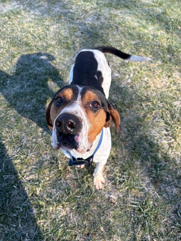 Enlarge Howie, a Adoptable mixed breed in Cortland, NY image 2/6