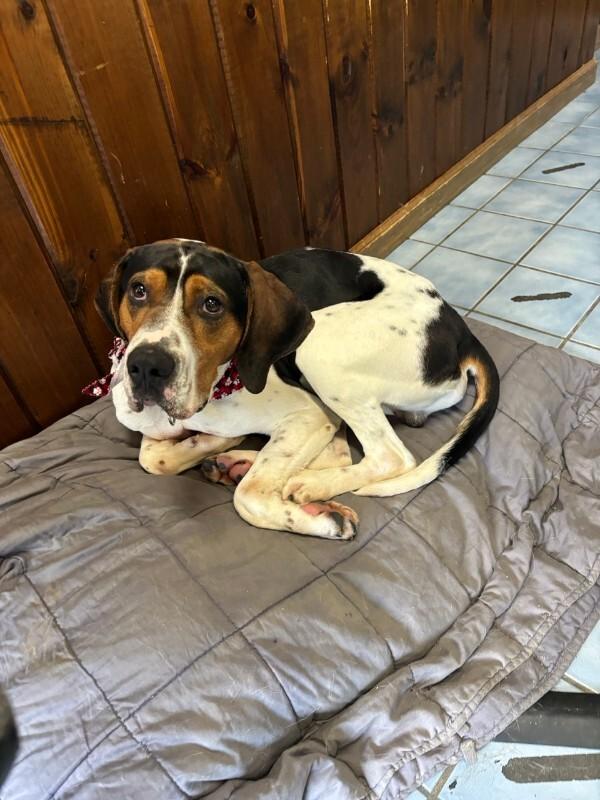 Enlarge Howie, a Adoptable mixed breed in Cortland, NY image 3/6