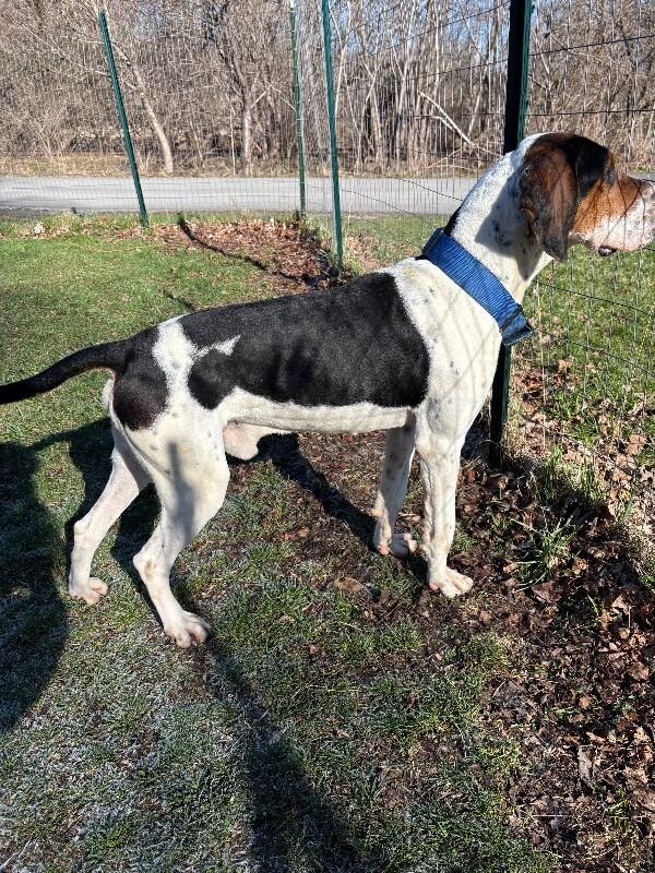 Enlarge Howie, a Adoptable mixed breed in Cortland, NY image 4/6