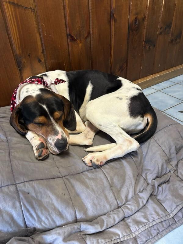 Enlarge Howie, a Adoptable mixed breed in Cortland, NY image 5/6