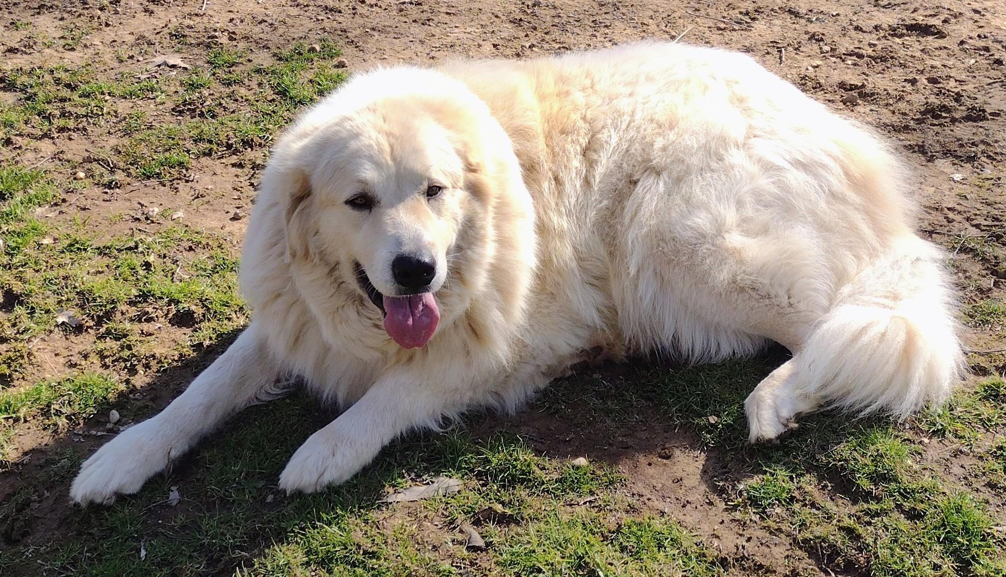 Hannah and Halo, a ADOPTABLE Great Pyrenees in Hayden, AL image 3/3