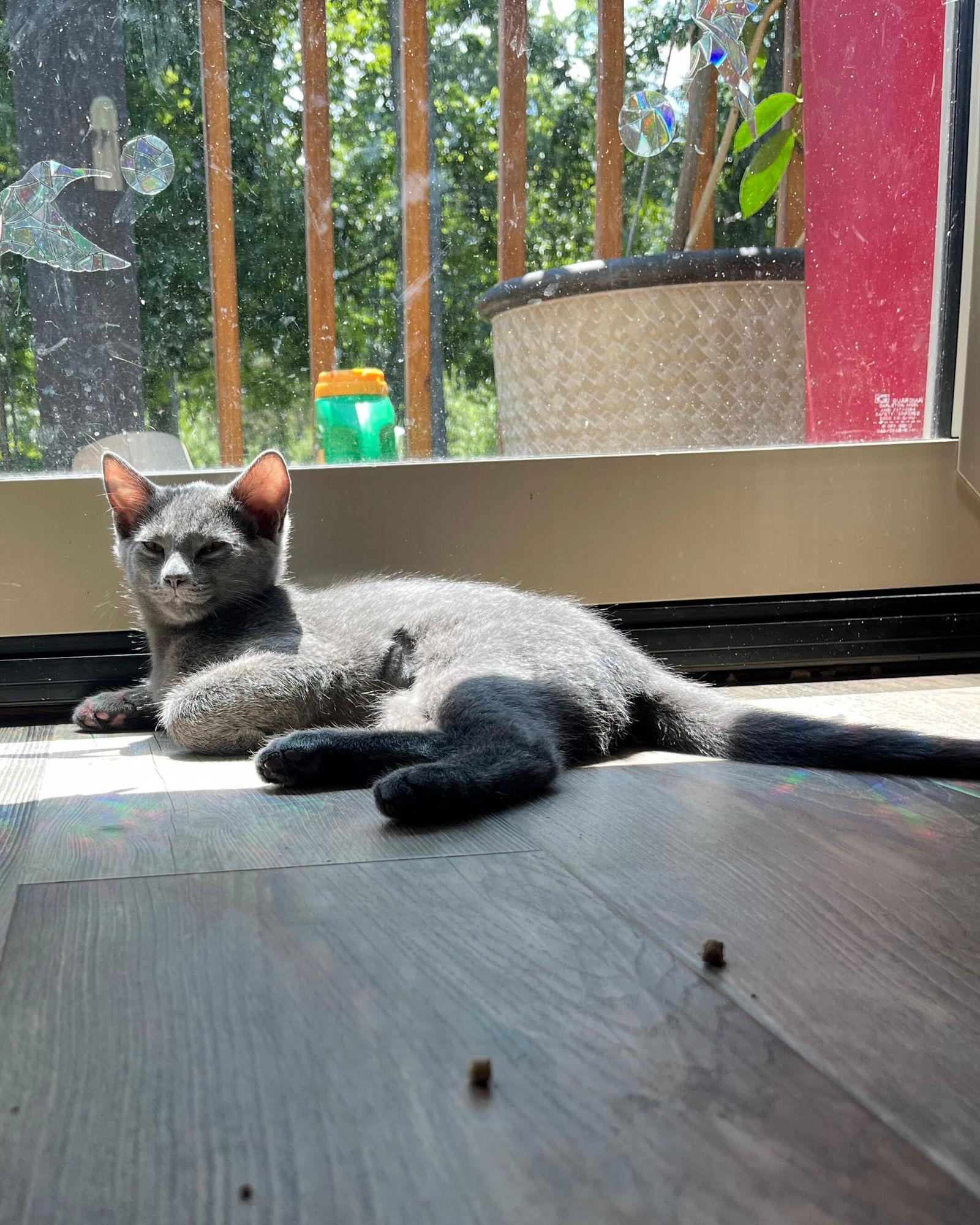 Hazy-Courtesy Post, Adoptable, Kitten Female Tabby.