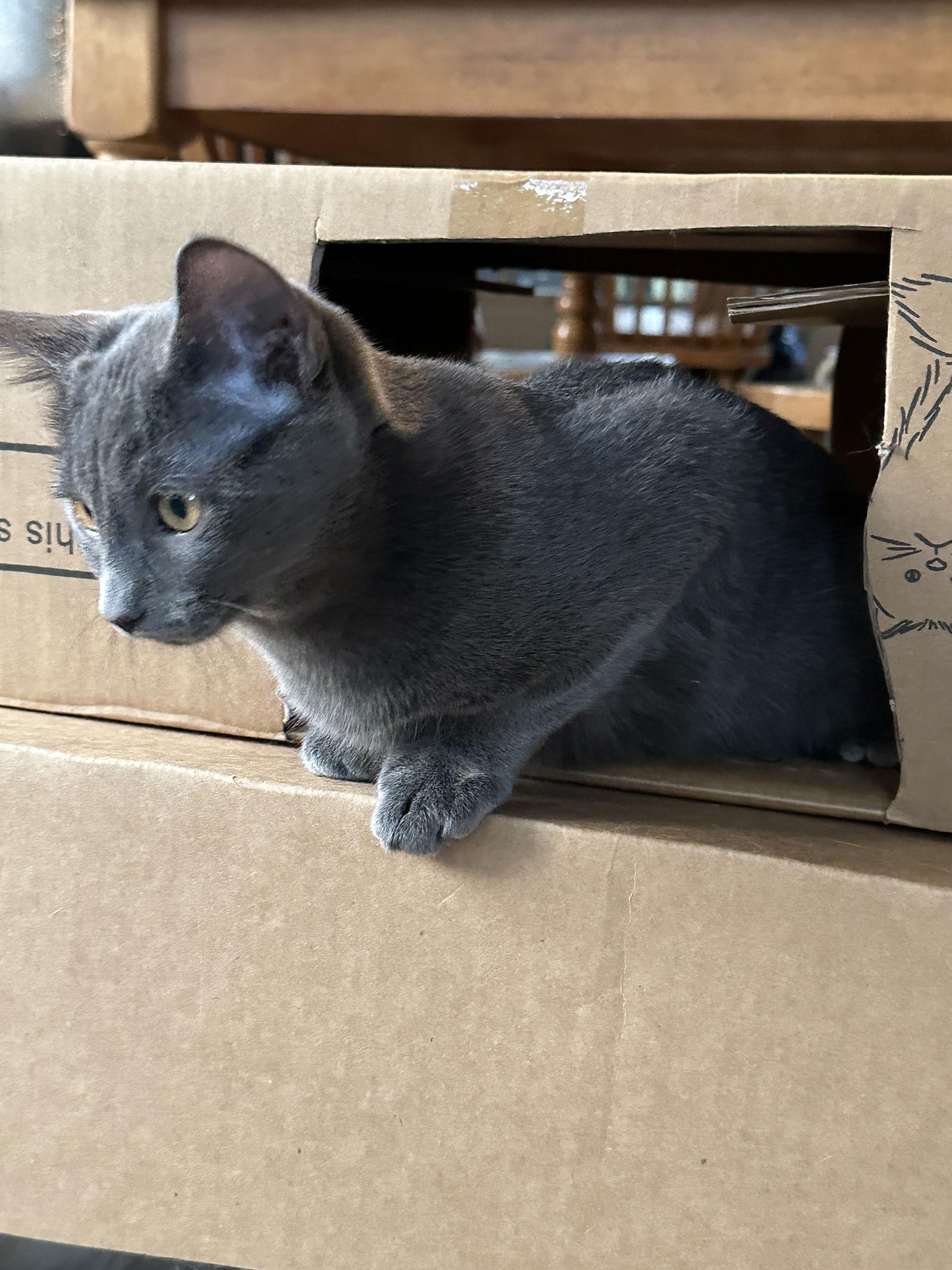 Hazy-Courtesy Post, a Adoptable Tabby in O'Fallon, MO image 2/3