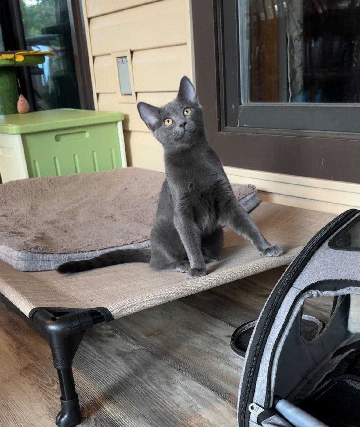 Hazy-Courtesy Post, a Adoptable Tabby in O'Fallon, MO image 3/3