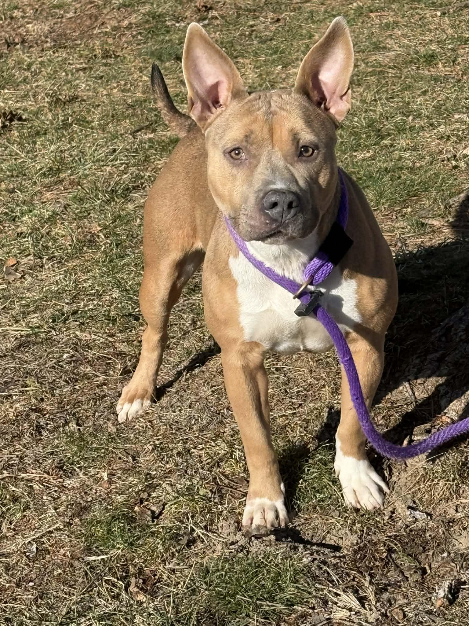 Enlarge Evie, a ADOPTABLE mixed breed in Springfield, IL image 3/4