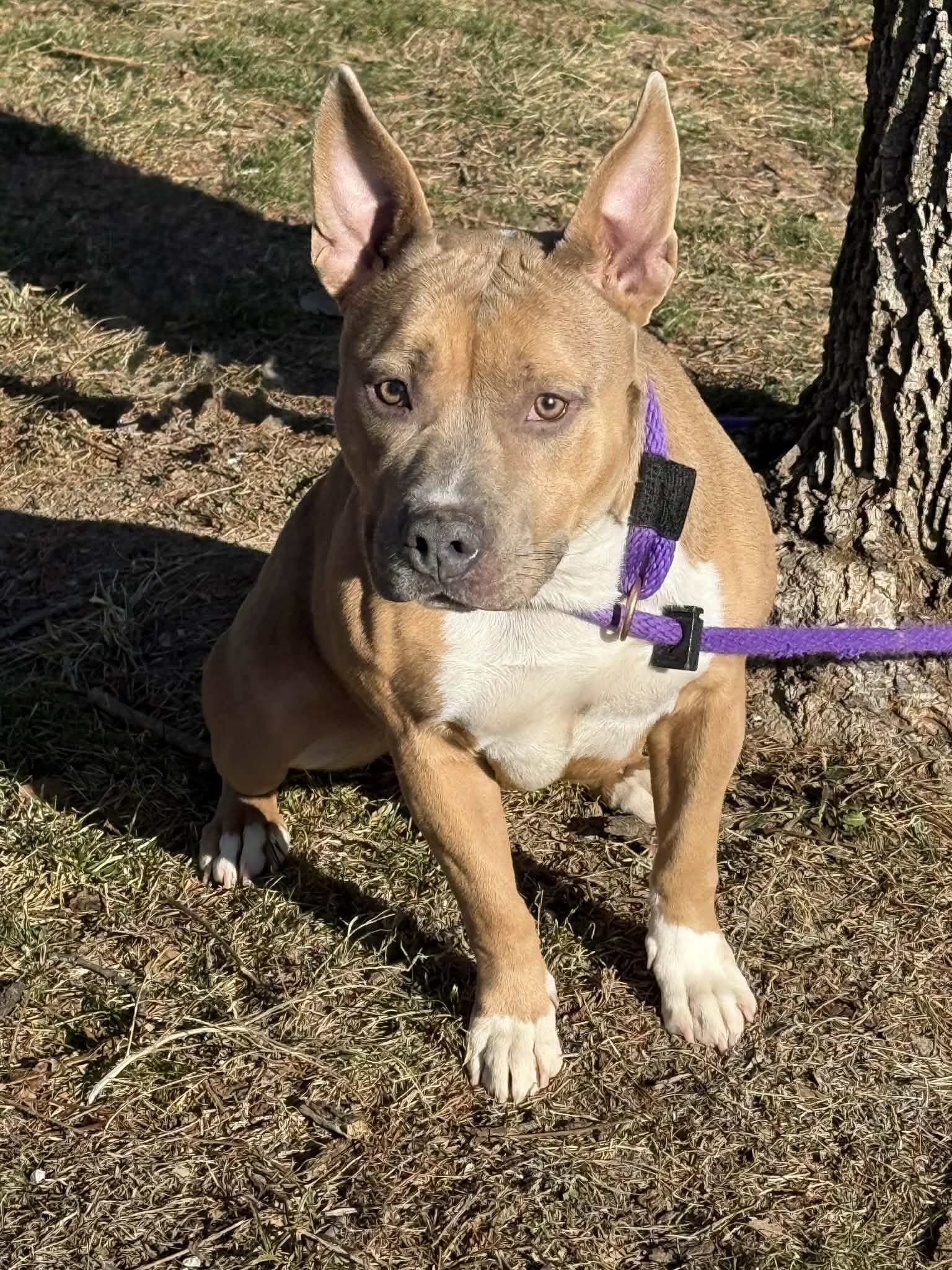 Enlarge Evie, a ADOPTABLE mixed breed in Springfield, IL image 4/4