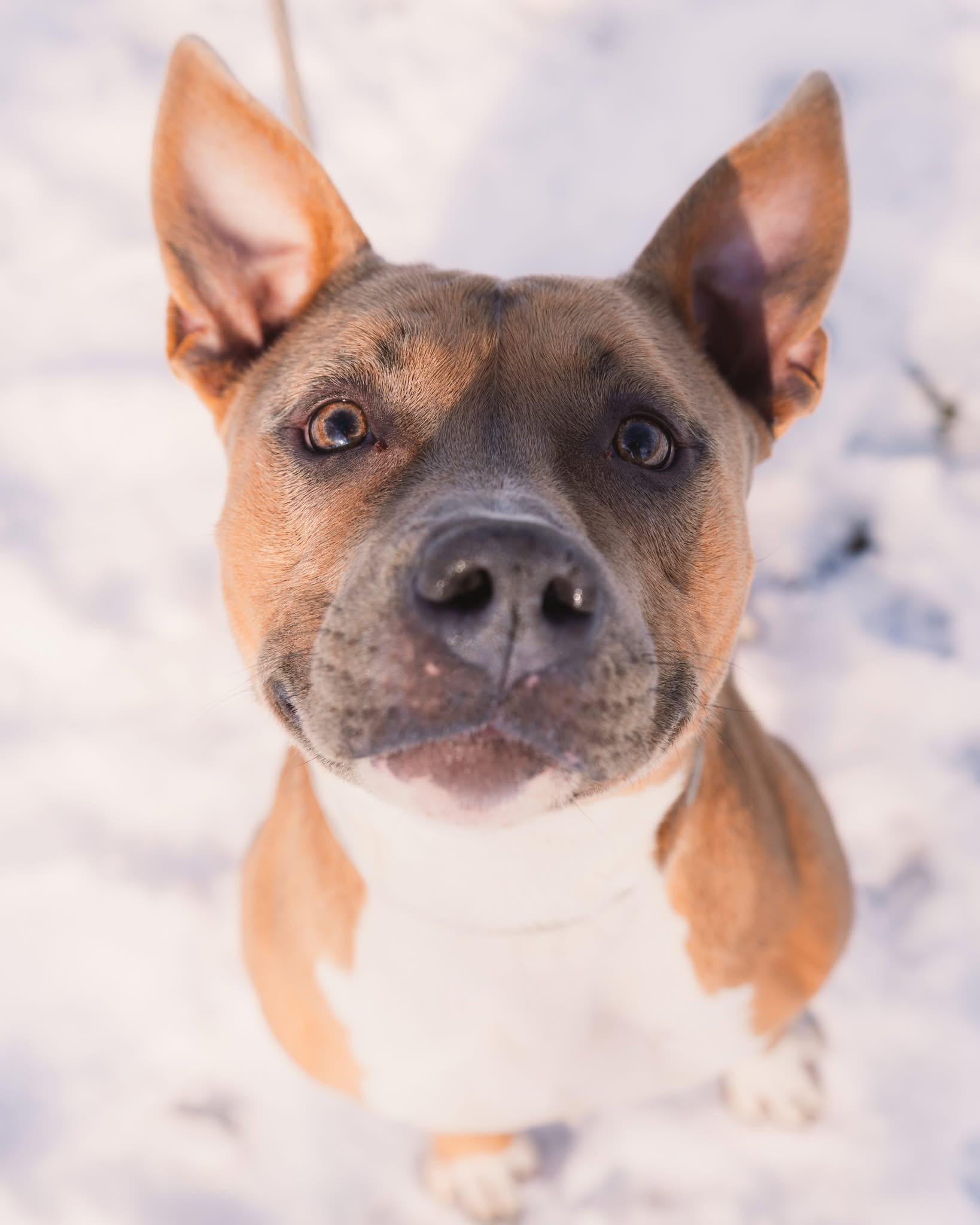 Enlarge Evie, a ADOPTABLE mixed breed in Springfield, IL image 2/4