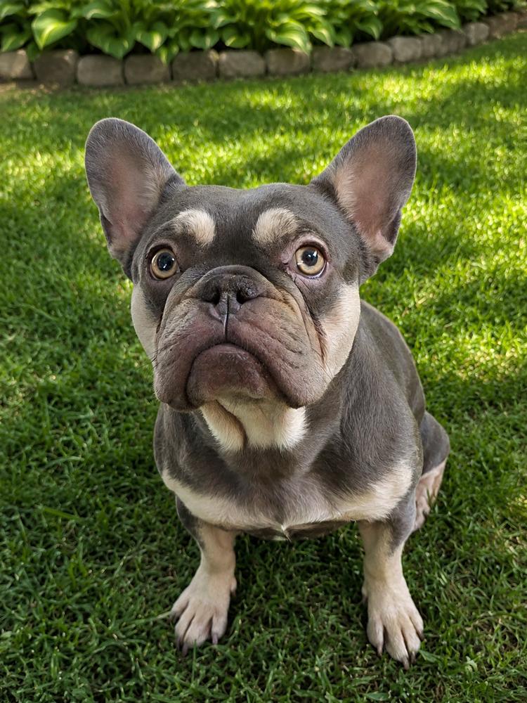 Katana, a Adoptable French Bulldog in Oakland, MI image 2/3