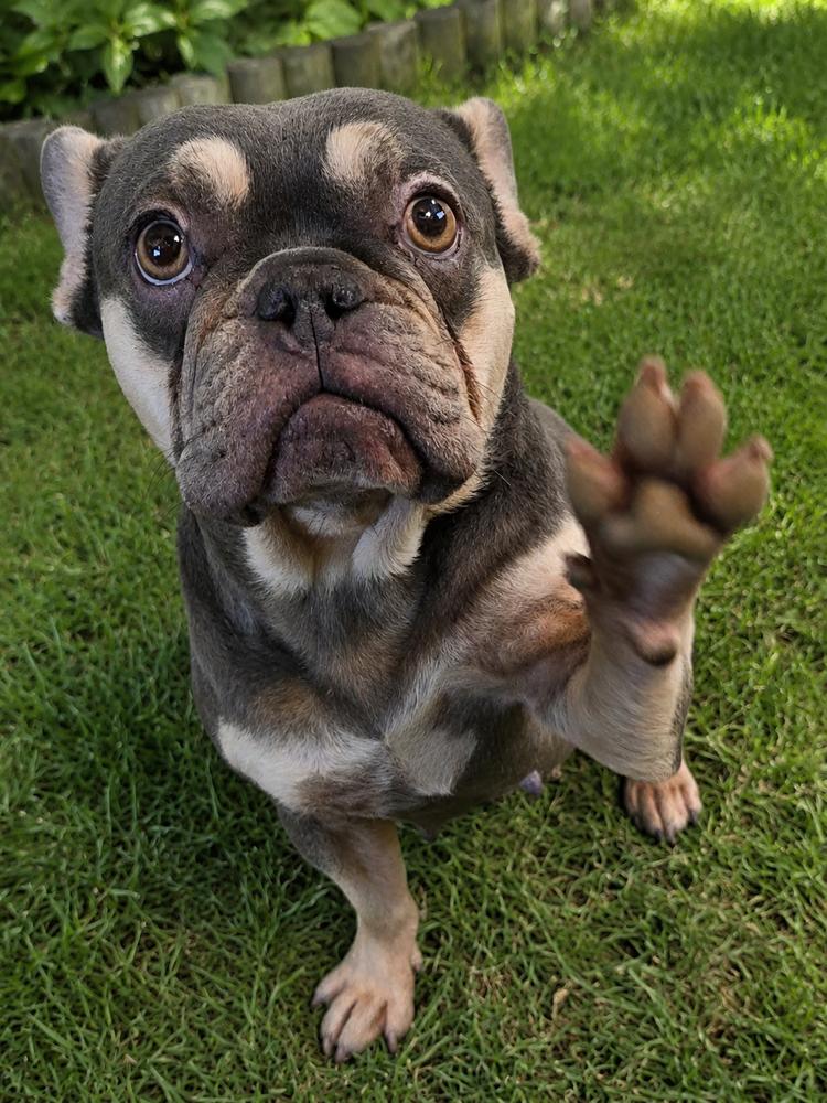 Katana, a Adoptable French Bulldog in Oakland, MI image 3/3