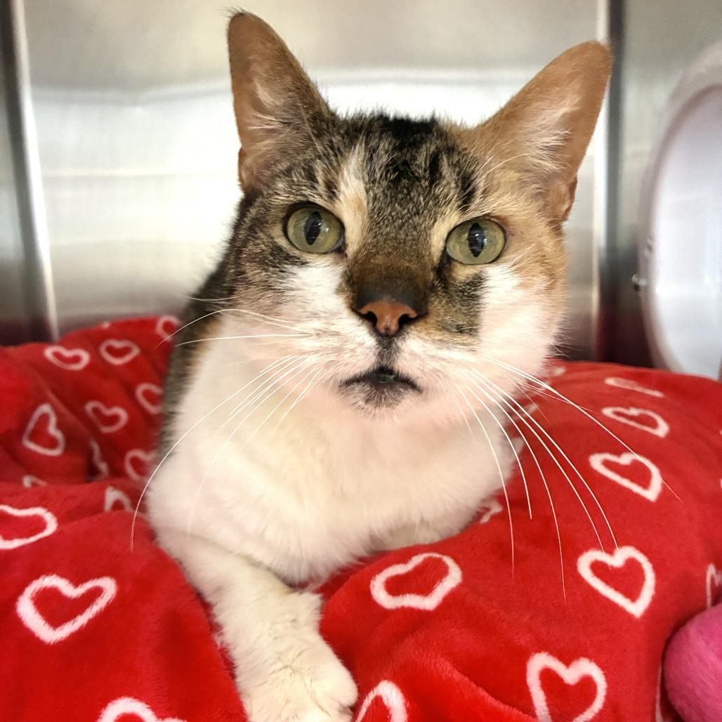 Heart, Adoptable, Senior Female Domestic Short Hair.