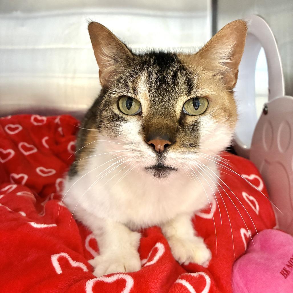 Enlarge Heart, a Adoptable Domestic Short Hair in East Hampton, NY image 2/5