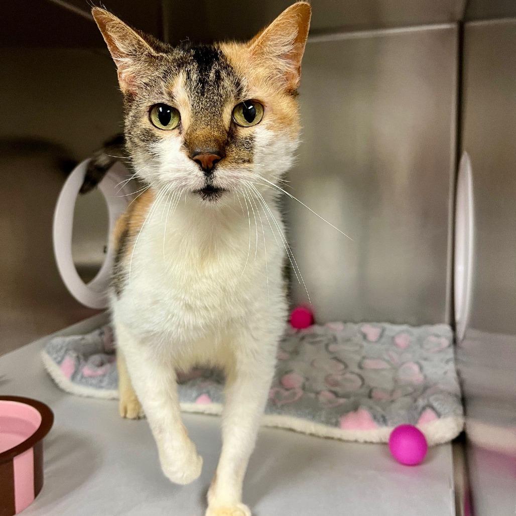 Enlarge Heart, a Adoptable Domestic Short Hair in East Hampton, NY image 3/5