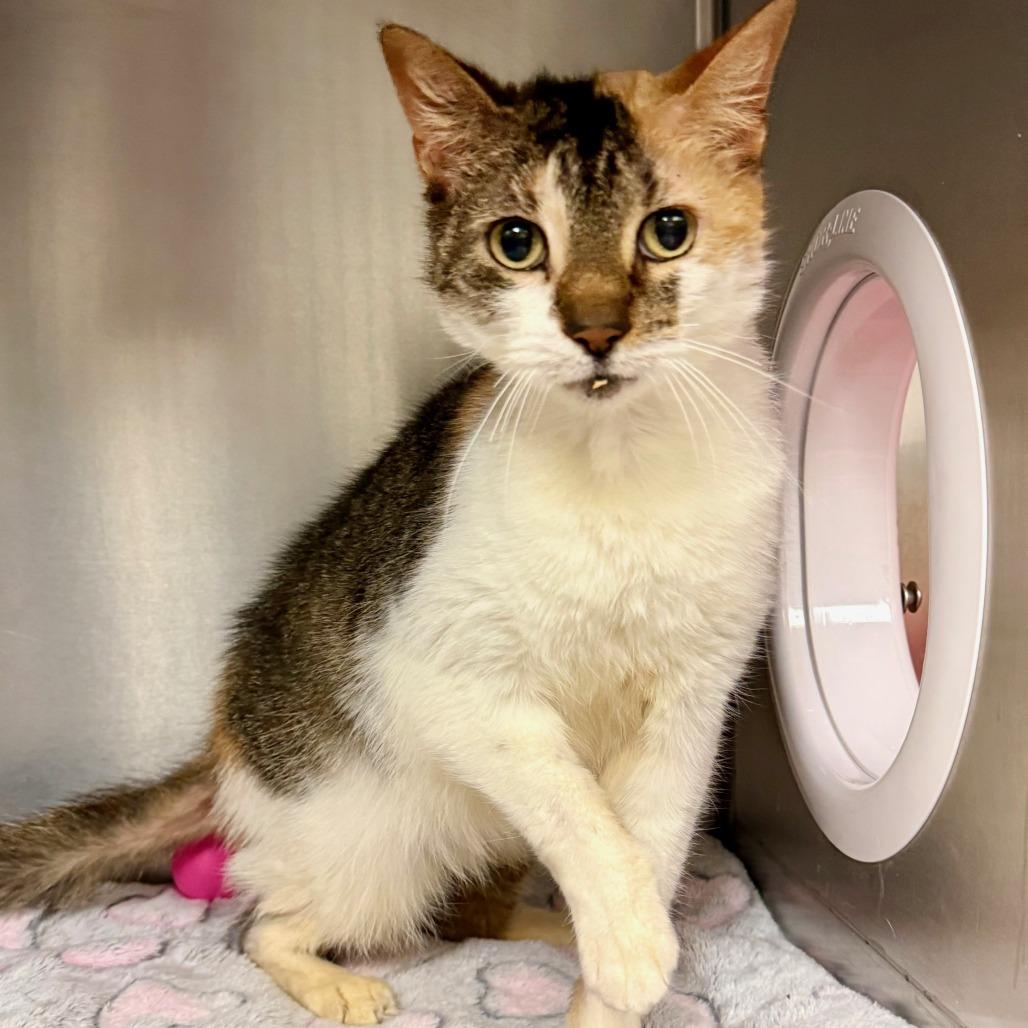 Enlarge Heart, a Adoptable Domestic Short Hair in East Hampton, NY image 4/5