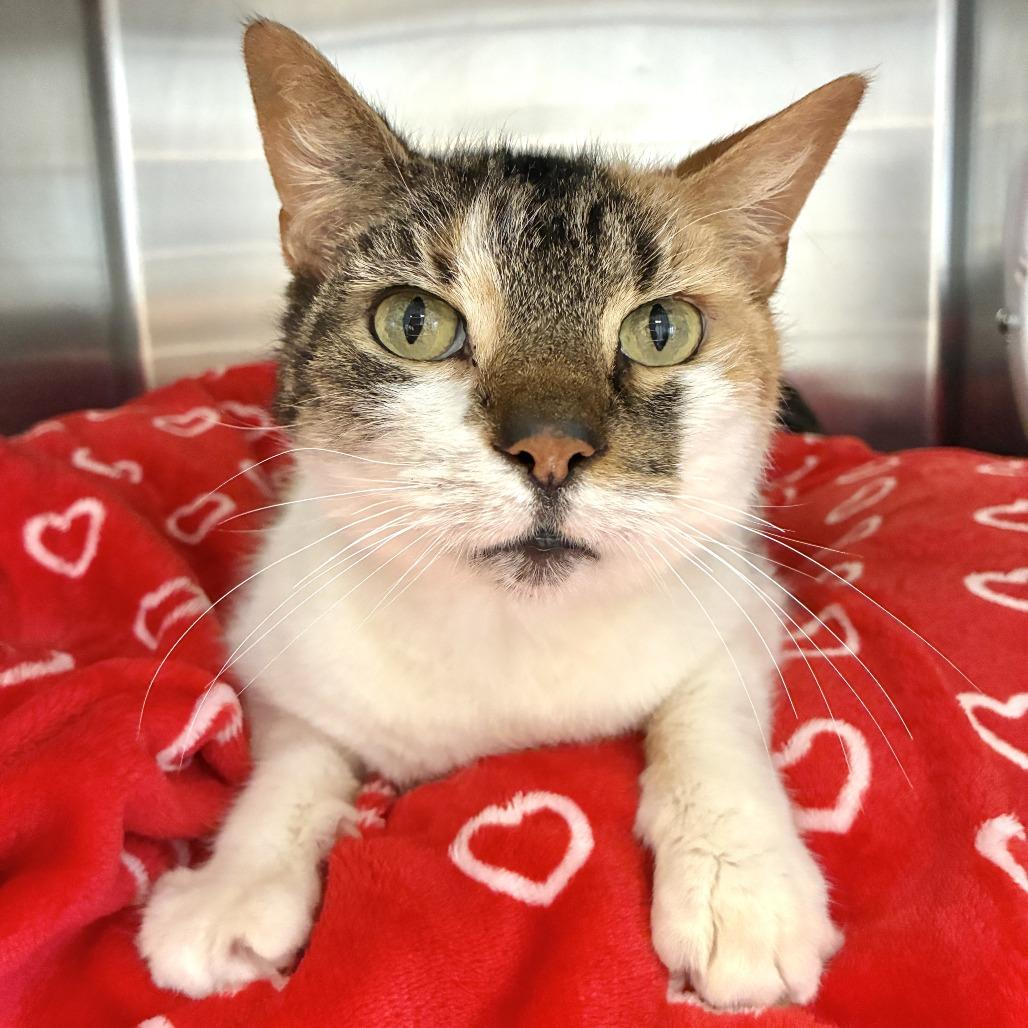 Enlarge Heart, a Adoptable Domestic Short Hair in East Hampton, NY image 5/5