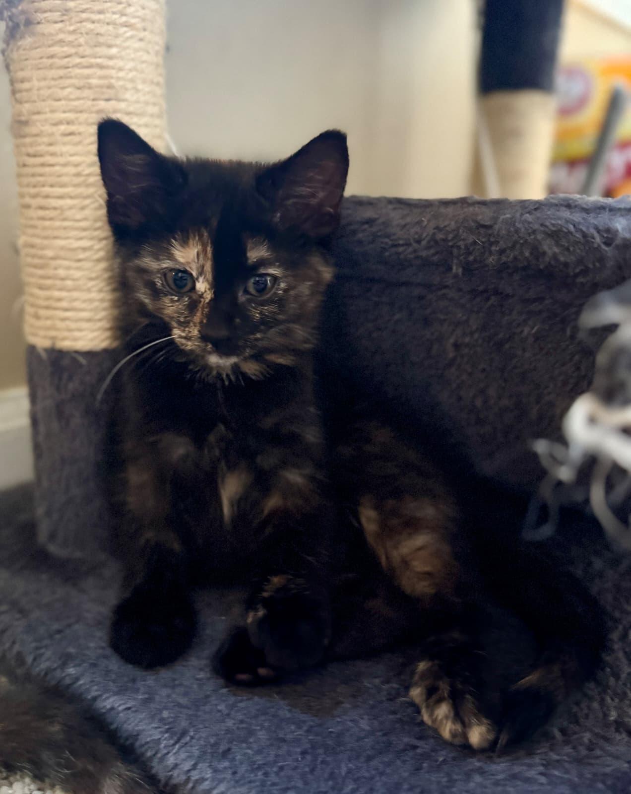 Spice, an adopted Domestic Short Hair in Odenton, MD image 1/2