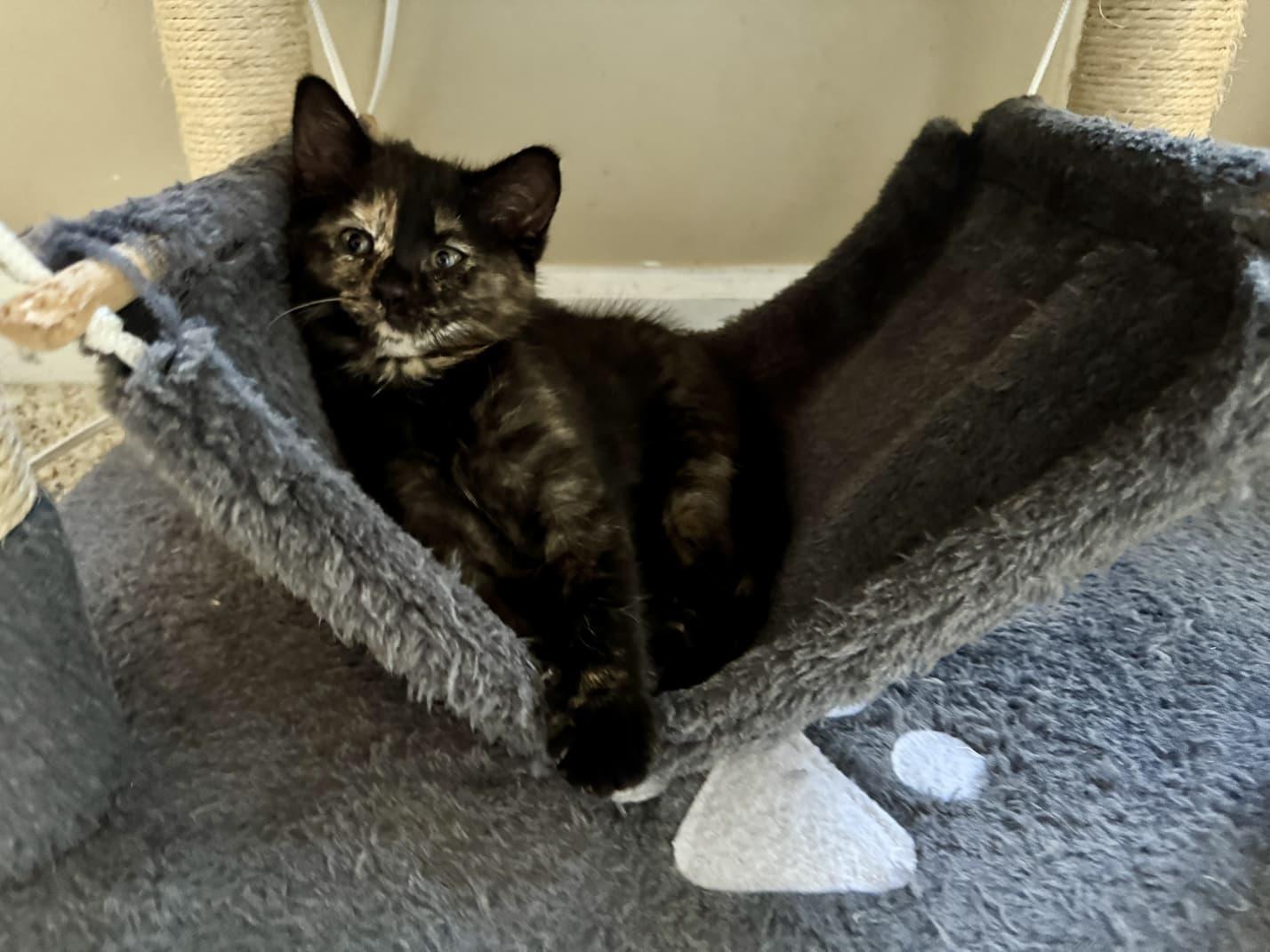 Spice, an adopted Domestic Short Hair in Odenton, MD image 2/2