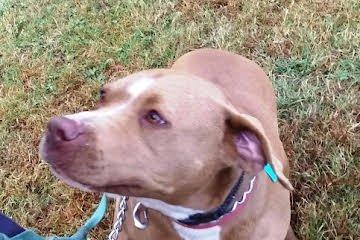 Diamond, Adoptable, Young Female Pit Bull Terrier.