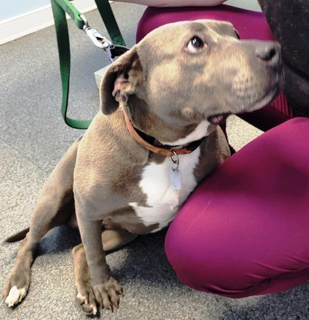 Diamond, a Adoptable Pit Bull Terrier in Westminster, MD image 2/3