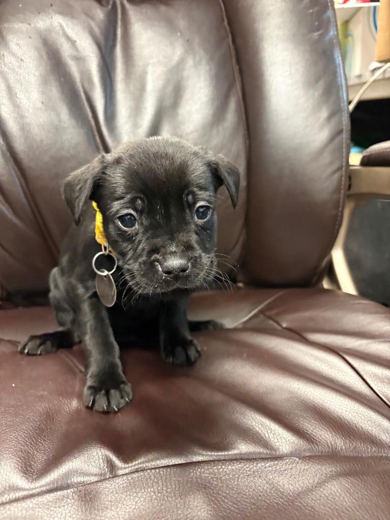 Calling Bird, Adoptable, Puppy Female Labrador Retriever & Boxer.