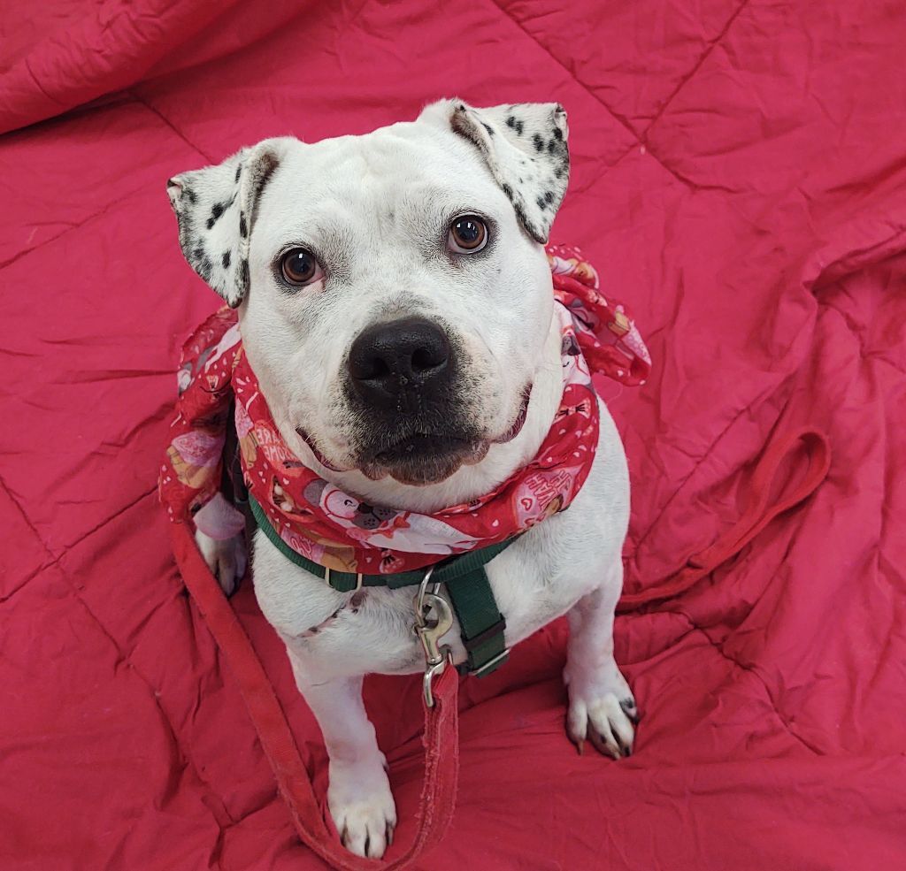 Cookie, a Adoptable American Bulldog in Cape May Court House, NJ image 4/6