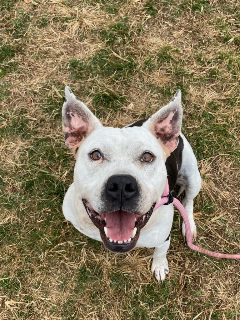 Cookie, a Adoptable American Bulldog in Cape May Court House, NJ image 5/6