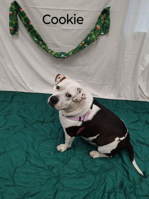 Cookie, Adoptable, Adult Female American Bulldog.