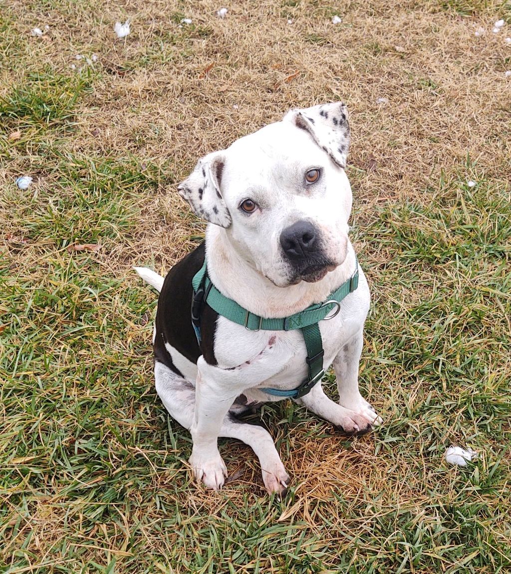 Cookie, a Adoptable American Bulldog in Cape May Court House, NJ image 6/6
