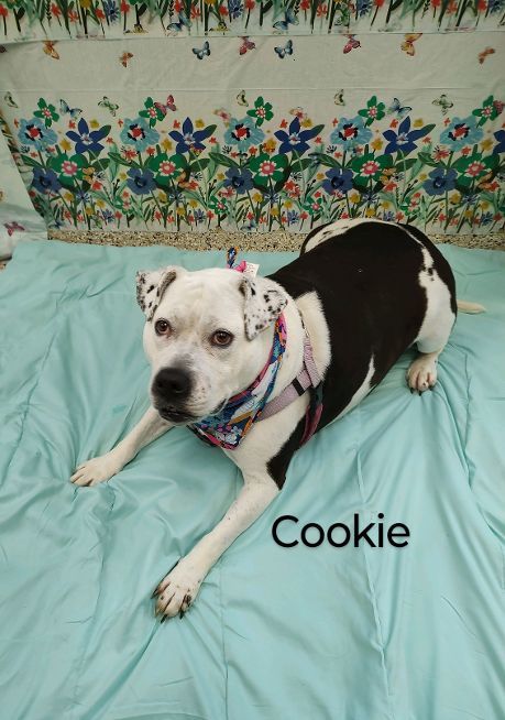 Cookie, a Adoptable American Bulldog in Cape May Court House, NJ image 3/6