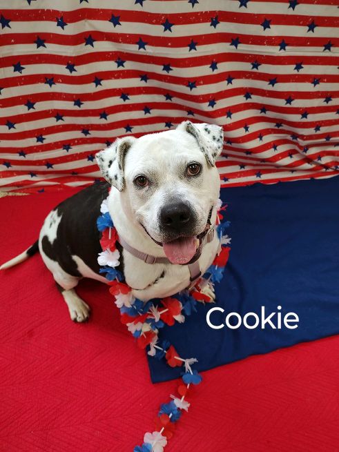 Cookie, a Adoptable American Bulldog in Cape May Court House, NJ image 2/6