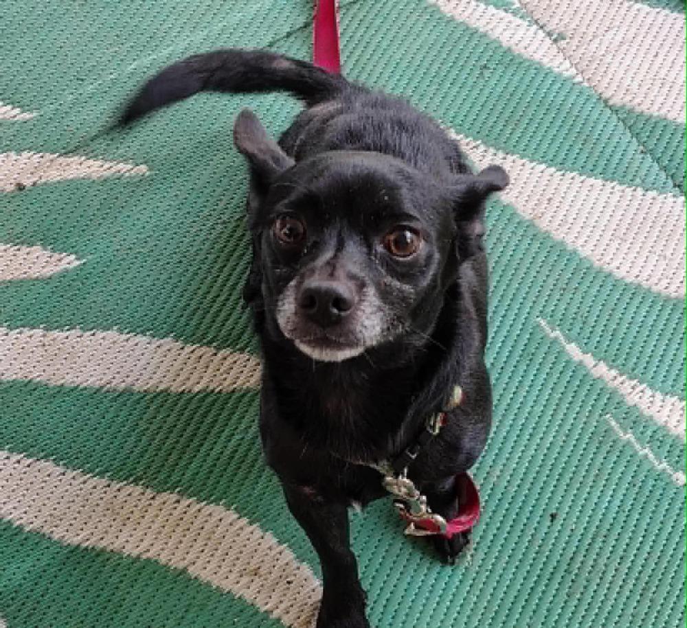 Enlarge Albie, a Adoptable mixed breed in Middletown, CT image 2/6
