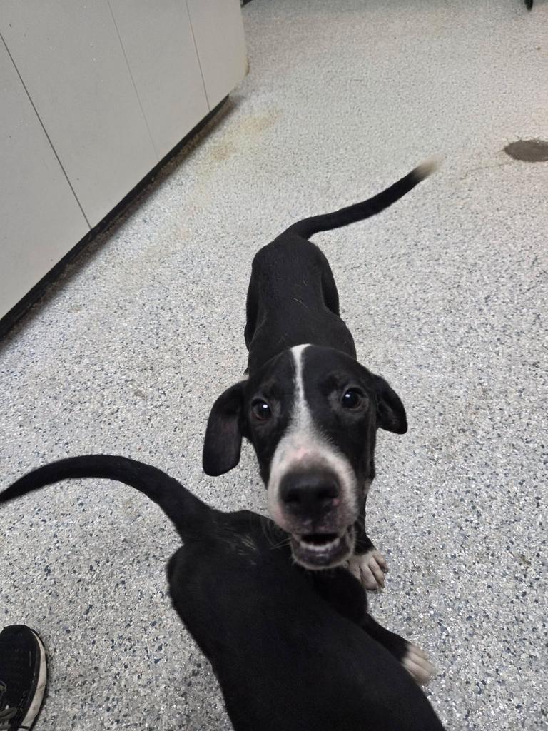 Enlarge Jasper, a Adoptable mixed breed in Livingston, LA image 1/2