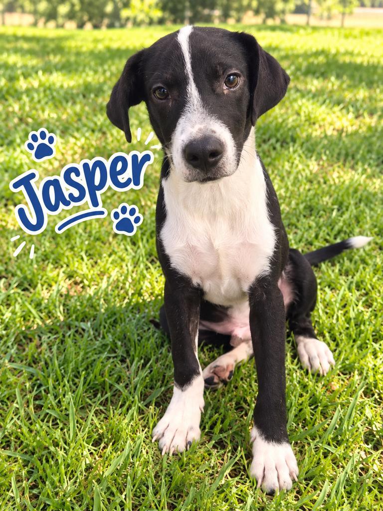 Enlarge Jasper, a Adoptable mixed breed in Livingston, LA image 2/2