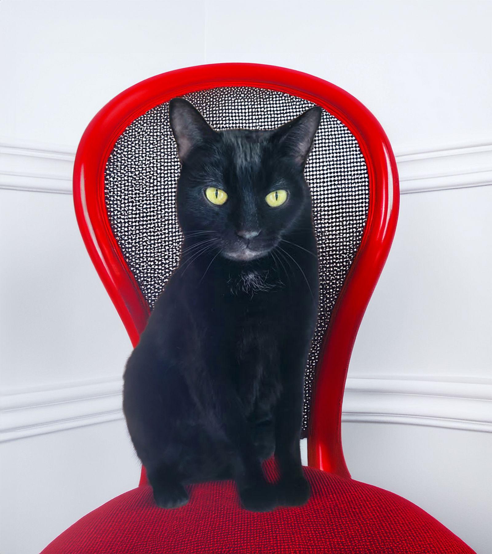 Luna, Adoptable, Young Female Domestic Short Hair.