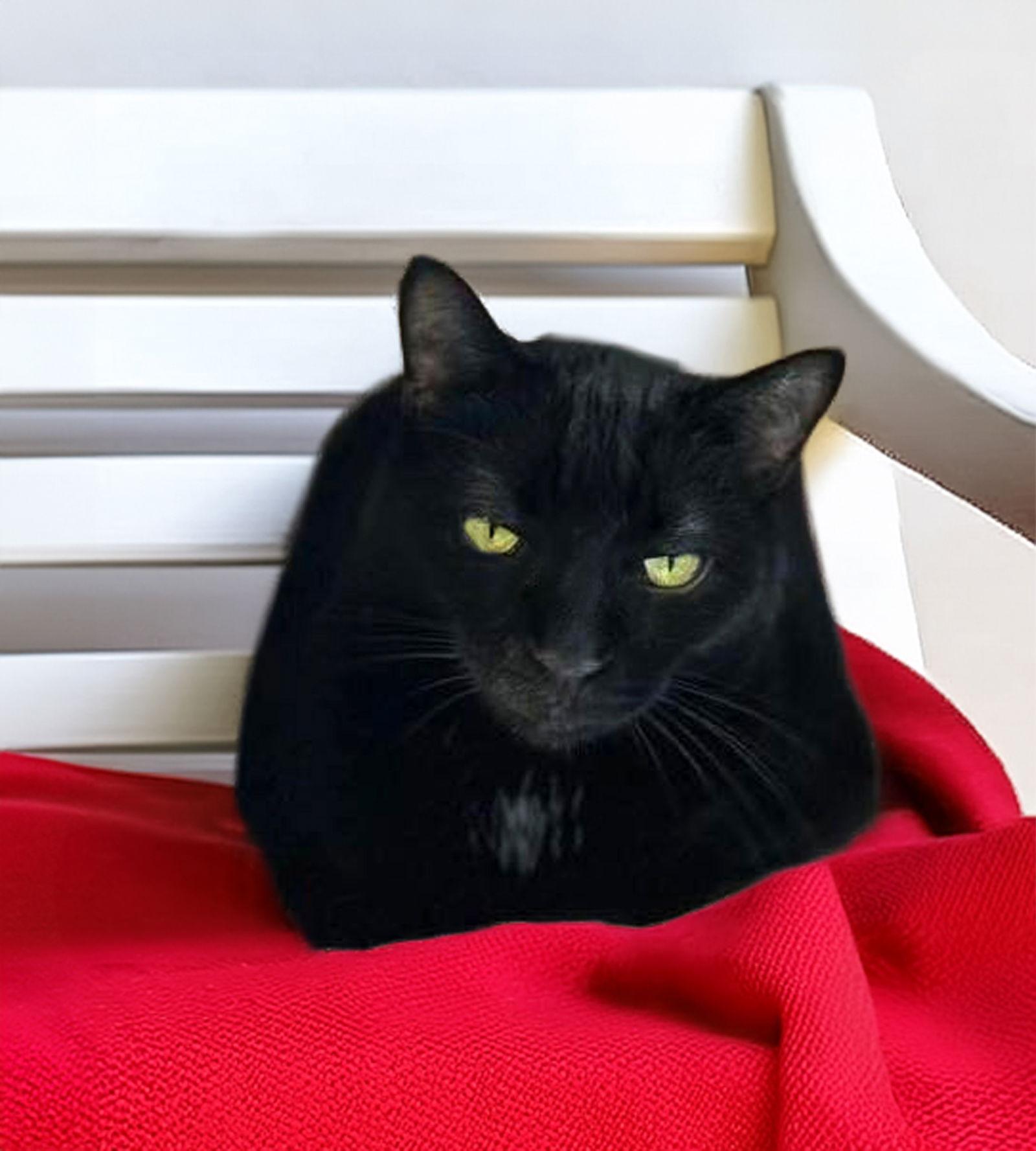 Enlarge Luna, a Adoptable Domestic Short Hair in Coatesville, PA image 2/3