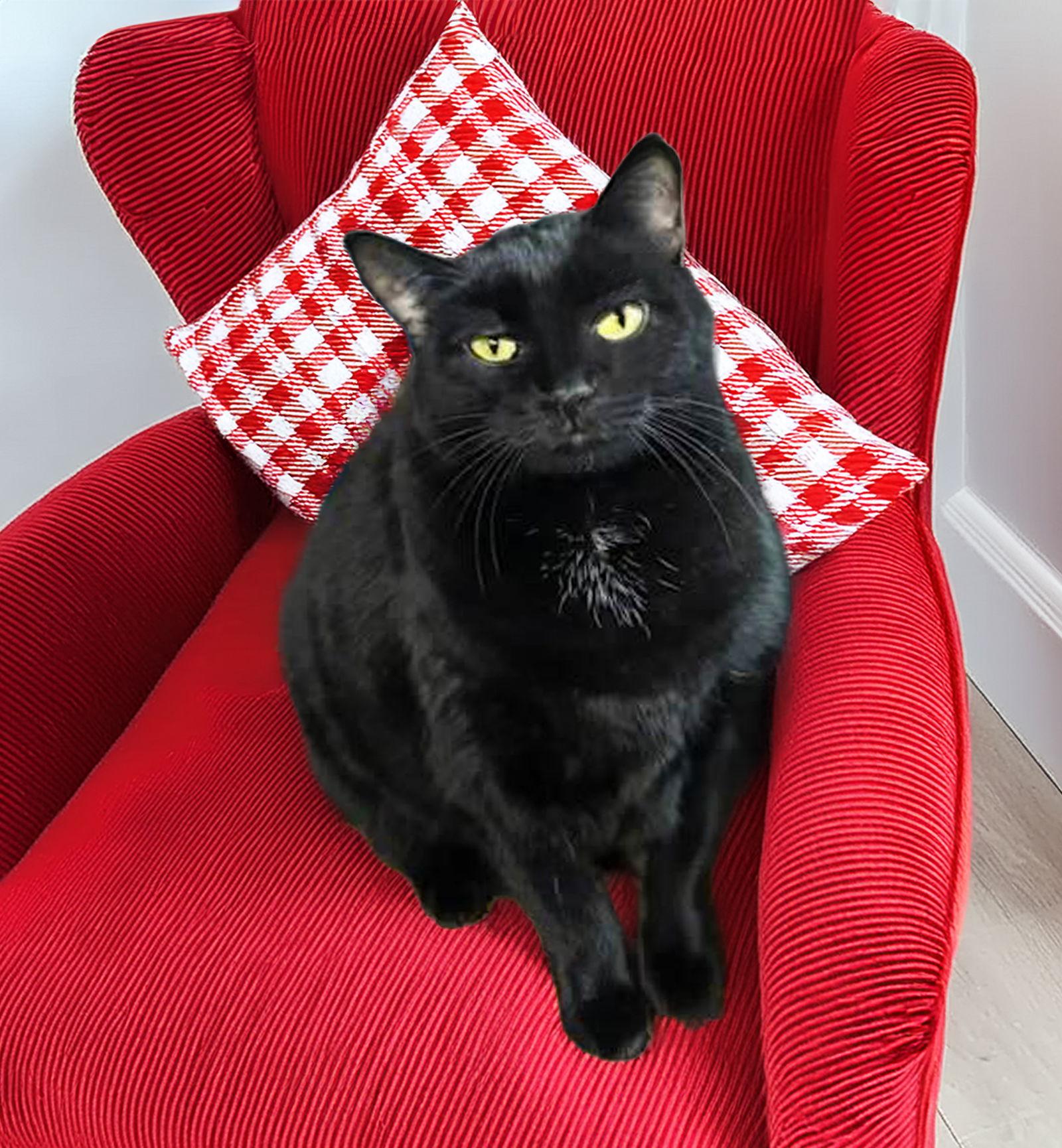 Enlarge Luna, a Adoptable Domestic Short Hair in Coatesville, PA image 3/3