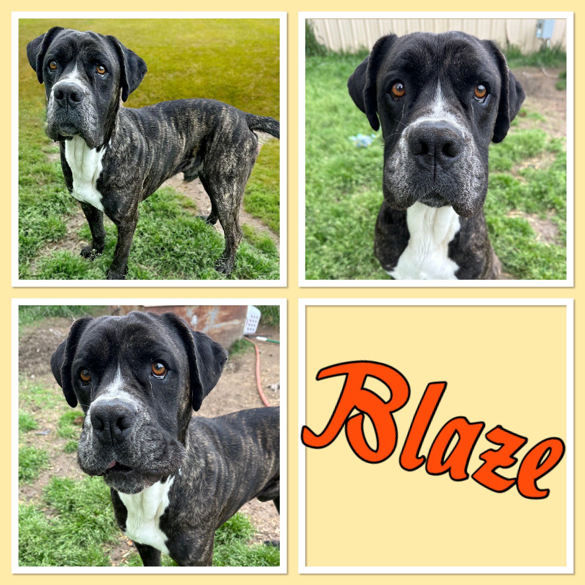 Blaze, Adoptable, Adult Male Mastiff.