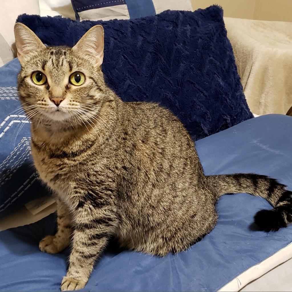 Jade 3, Adoptable, Senior Female Domestic Short Hair.