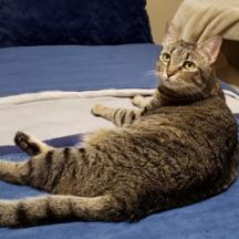 Enlarge Jade 3, a Adoptable mixed breed in Bulverde, TX image 2/2