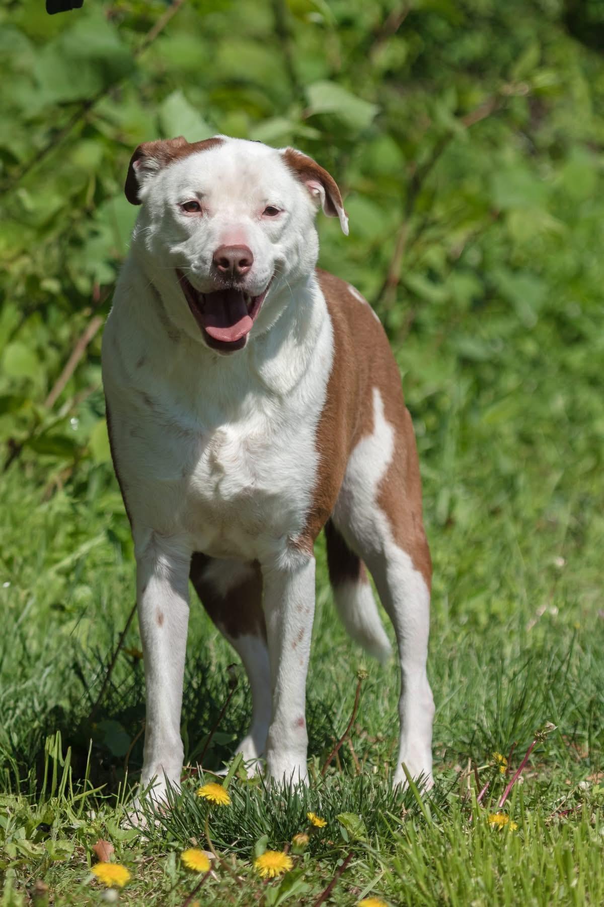Manny, Adult Male Pit Bull Terrier