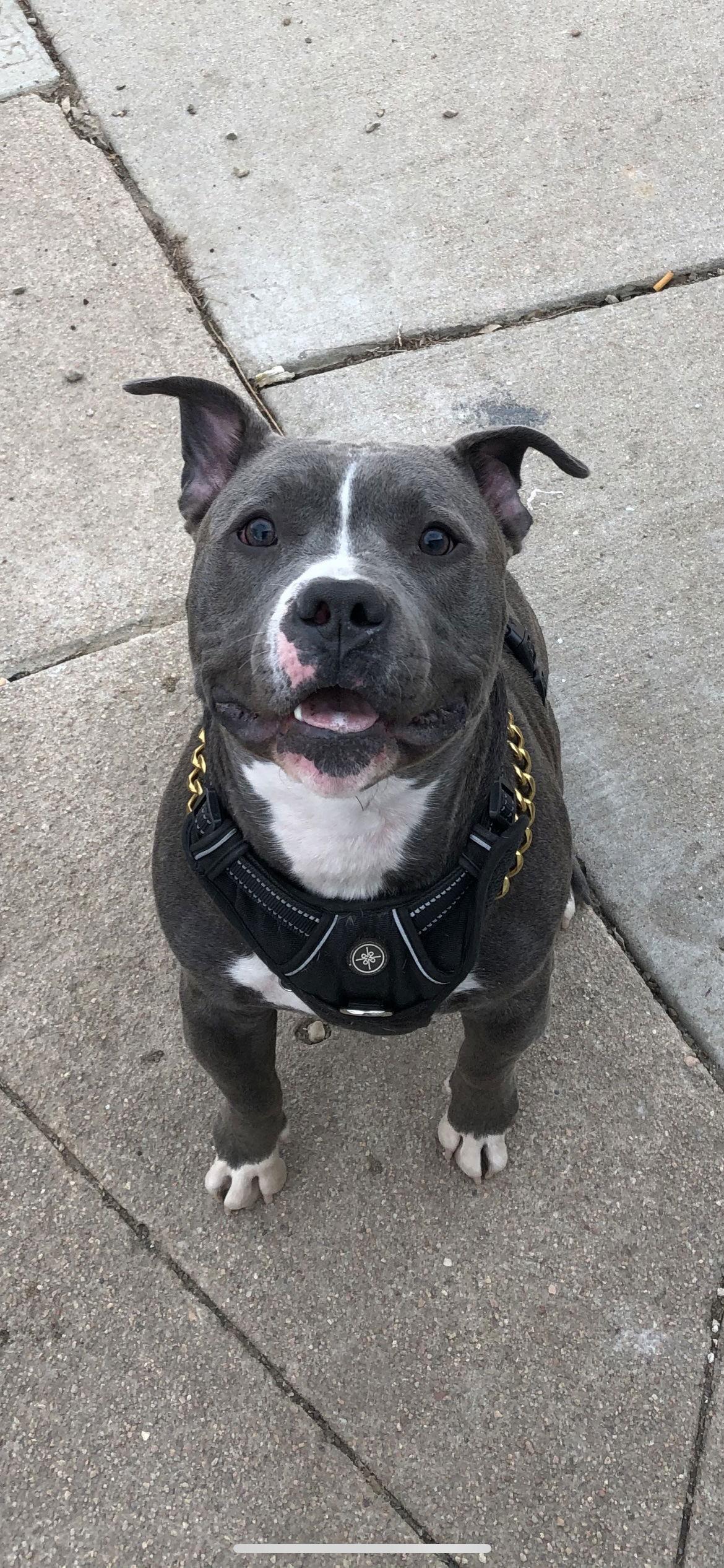 Achilles, Adoptable, Adult Male Pit Bull Terrier.